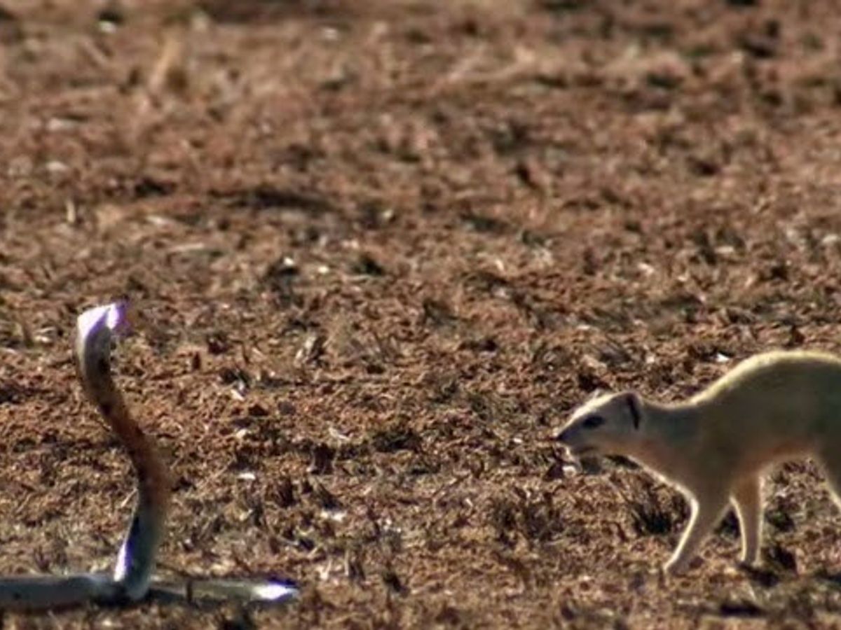 remote DevOps engineer working from home